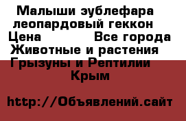 Малыши эублефара ( леопардовый геккон) › Цена ­ 1 500 - Все города Животные и растения » Грызуны и Рептилии   . Крым